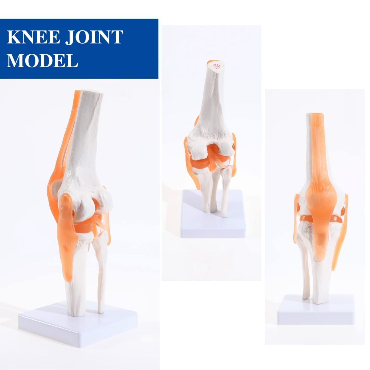 Knee Joint Model With Flexible Ligaments (Life Size) For Anatomical ...